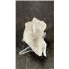 Image 2 : SMOKEY QUARTZ CLUSTER LISTED RETAIL $280