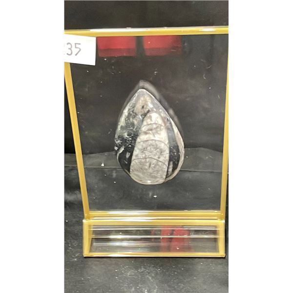 ORTHOCERAS FOSSIL DISPLAY LISTED RETAIL $600