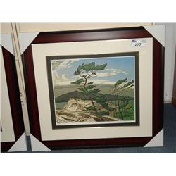 Lep "white Pine" By A.j. Casson