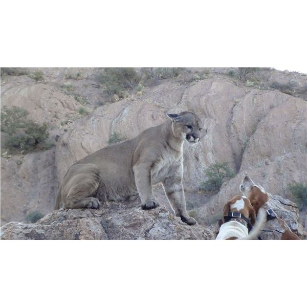 DIERINGER OUTFITTERS 5 DAY FULLY GUIDED MOUNTAIN LION HUNT