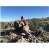 Image 3 : LA PALMOSA, MEXICO DESERT BIGHORN SHEEP HUNT