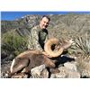 Image 4 : LA PALMOSA, MEXICO DESERT BIGHORN SHEEP HUNT