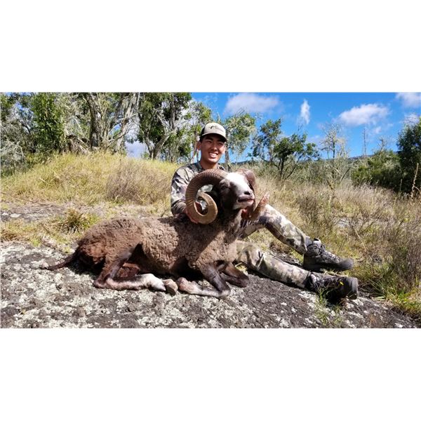 HAWAII HYBRID SHEEP HUNT