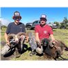 Image 2 : HAWAII HYBRID SHEEP HUNT