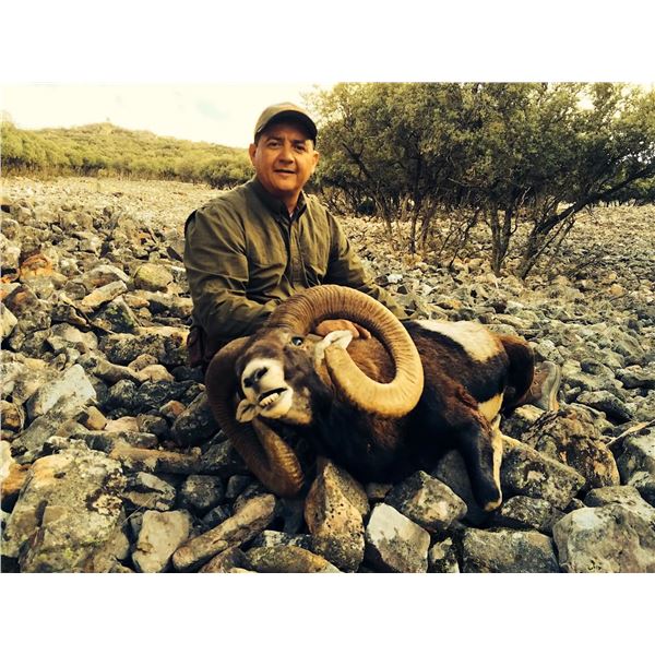 IBERIAN MOUFLON SHEEP HUNT IN SPAIN