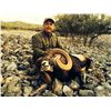 Image 1 : IBERIAN MOUFLON SHEEP HUNT IN SPAIN