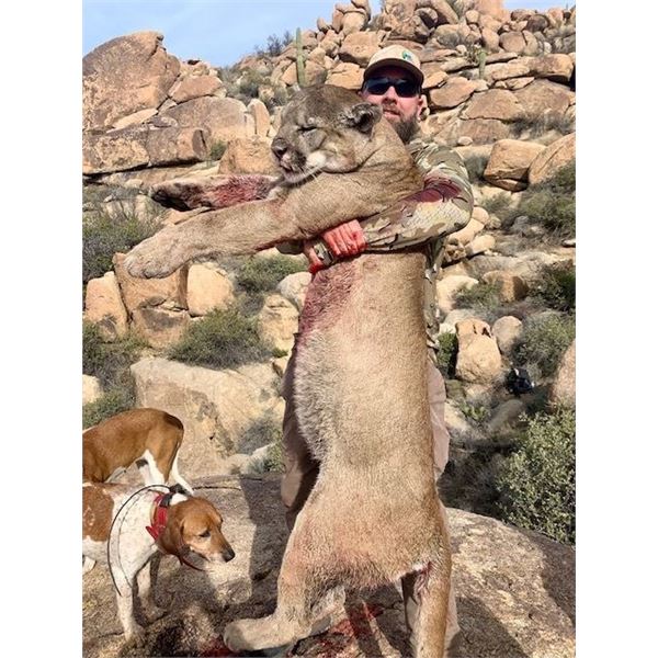 ARIZONA MOUNTAIN LION HUNT W/ HOUNDS