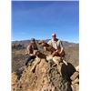 Image 5 : ARIZONA MOUNTAIN LION HUNT W/ HOUNDS