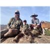 Image 8 : ARIZONA MOUNTAIN LION HUNT W/ HOUNDS