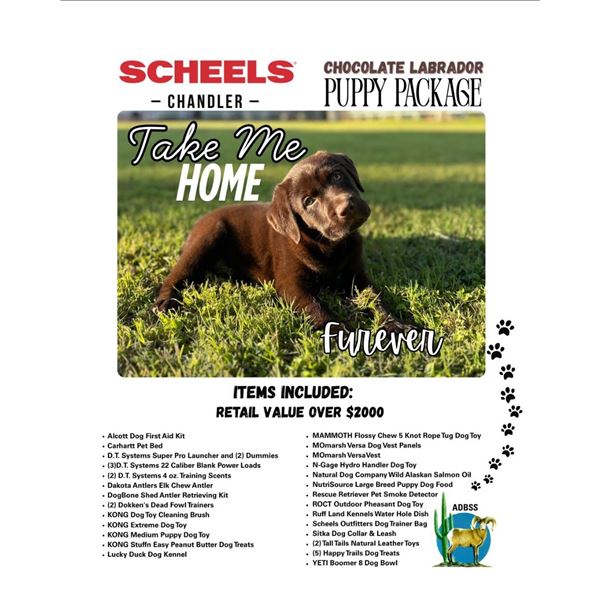 SHEELS OF CHANDLER'S CHOCOLATE LAB PUPPY