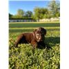 Image 4 : SHEELS OF CHANDLER'S CHOCOLATE LAB PUPPY