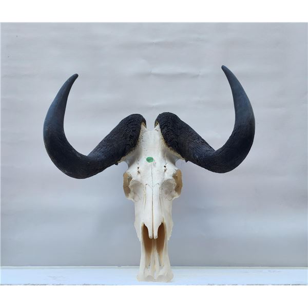 Black Wildebeast Bleached Skull European Mount