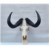 Image 1 : Black Wildebeast Bleached Skull European Mount