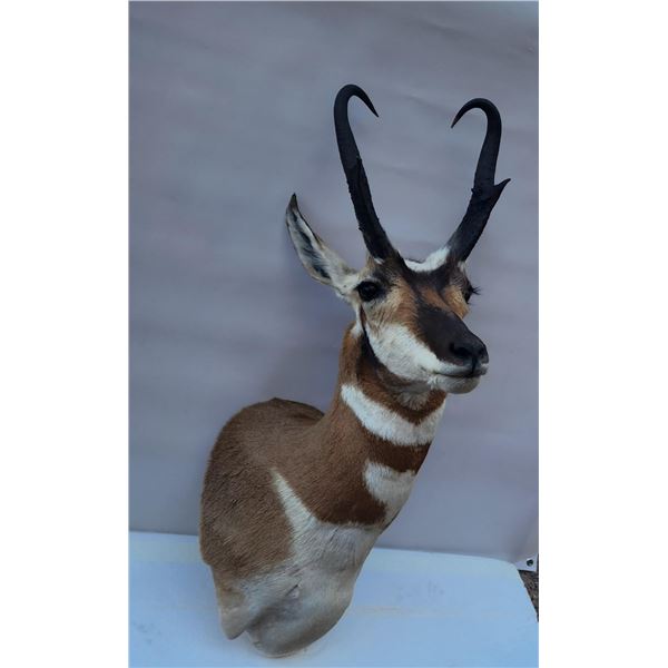 Pronghorn Antelope Mount