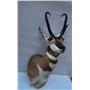 Image 1 : Pronghorn Antelope Mount