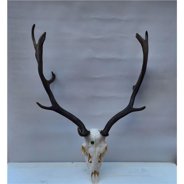Fallow Deer Bleached Skull European Mount