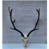 Image 1 : Fallow Deer Bleached Skull European Mount