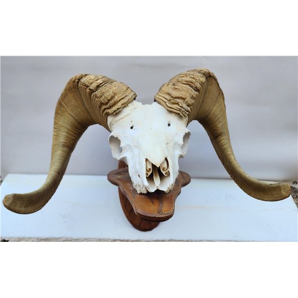 Desert Bighorn Sheep Dead Head