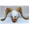 Image 1 : Desert Bighorn Sheep Dead Head