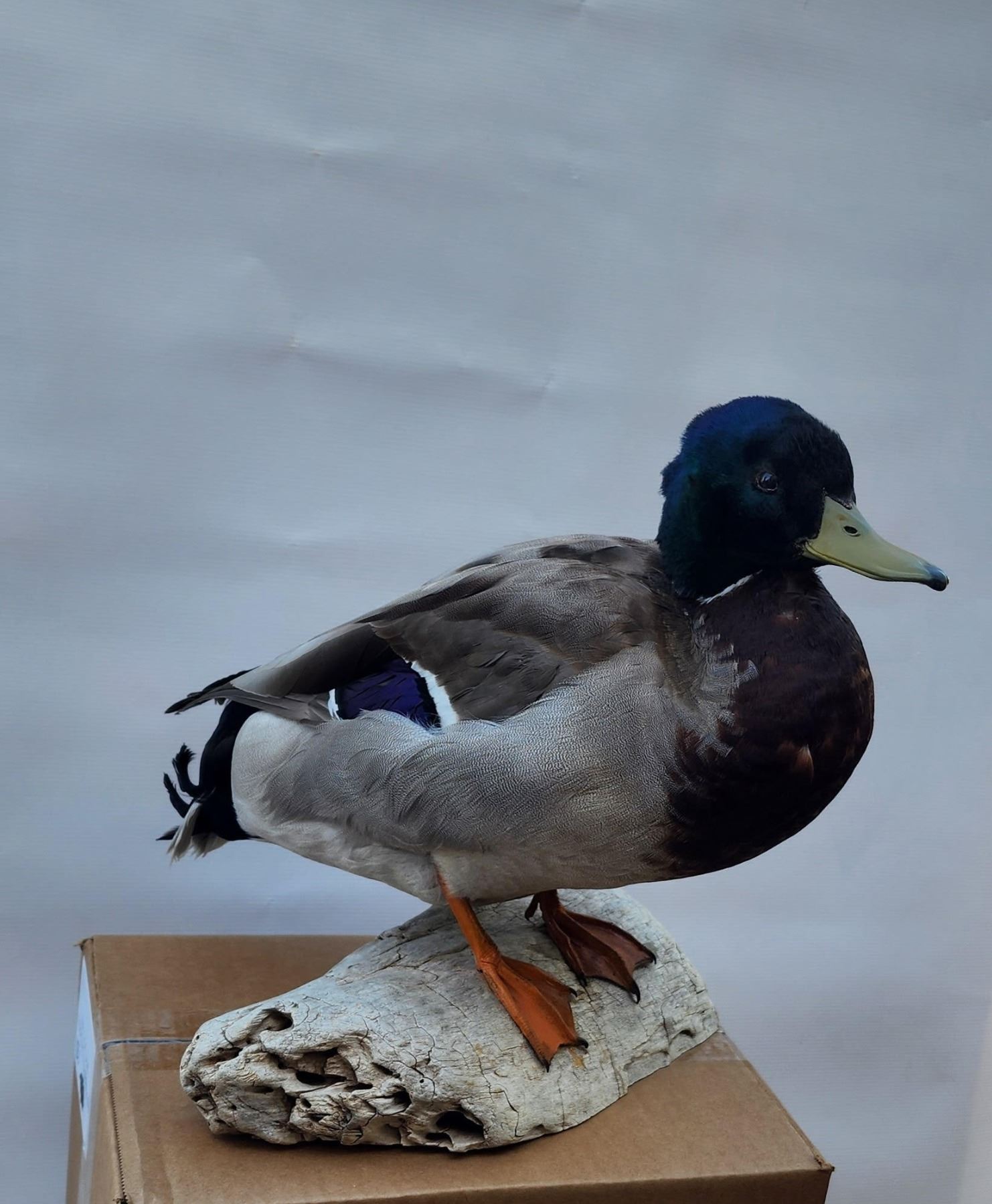 Standing Mallard Drake Duck Mount