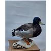 Image 1 : Standing Mallard Drake Duck Mount