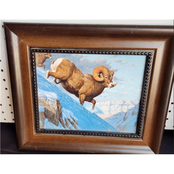 Bighorn Sheep Framed Photo