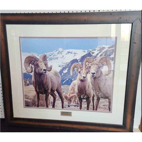 Framed Photo of Bighorn Sheep