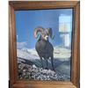 Image 1 : Framed Photo of Bighorn Ram
