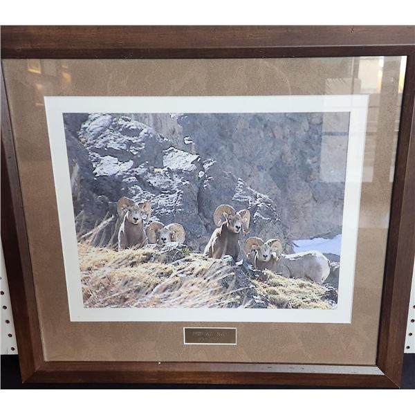 Framed Photo of Bighorn Sheep