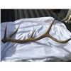 Image 1 : Elk Antler Shed
