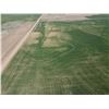 Image 4 : 80 +/- Acres of Pratt Co, KS Dryland