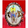 Image 1 : Butterfly Taxidermy w/ Stone Frame