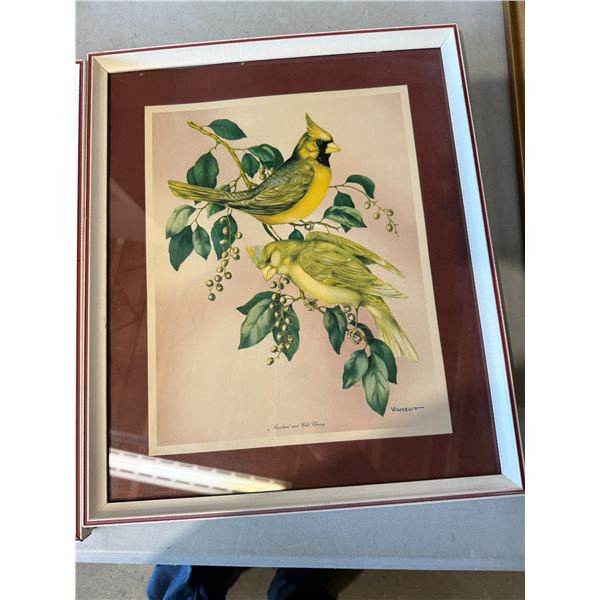 Cardinal and wild cherry Vincent
