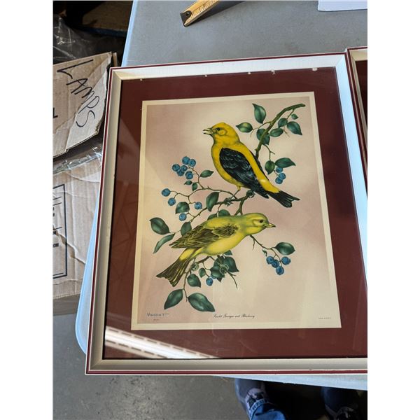 Scarlet 10 and blueberry Vincent