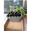Image 1 : Mint plant