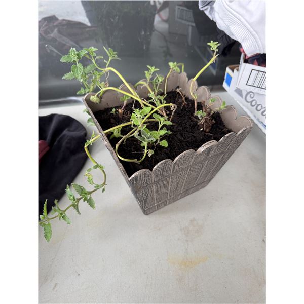 Mint plant