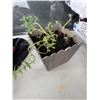 Image 1 : Mint plant