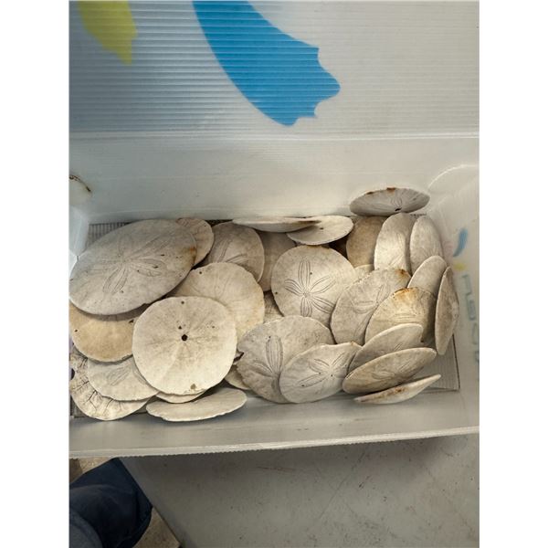 Sand dollars
