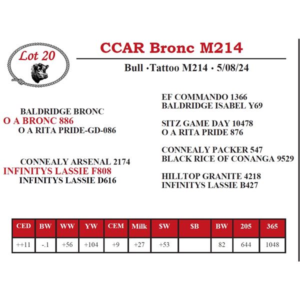CCAR Bronc M214