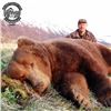 Image 1 : Twelve Day Trophy Brown Bear Hunt on the Alaska Peninsula