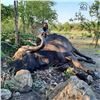 Image 2 : Seven Day Zimbabwe Cape Buffalo Safari