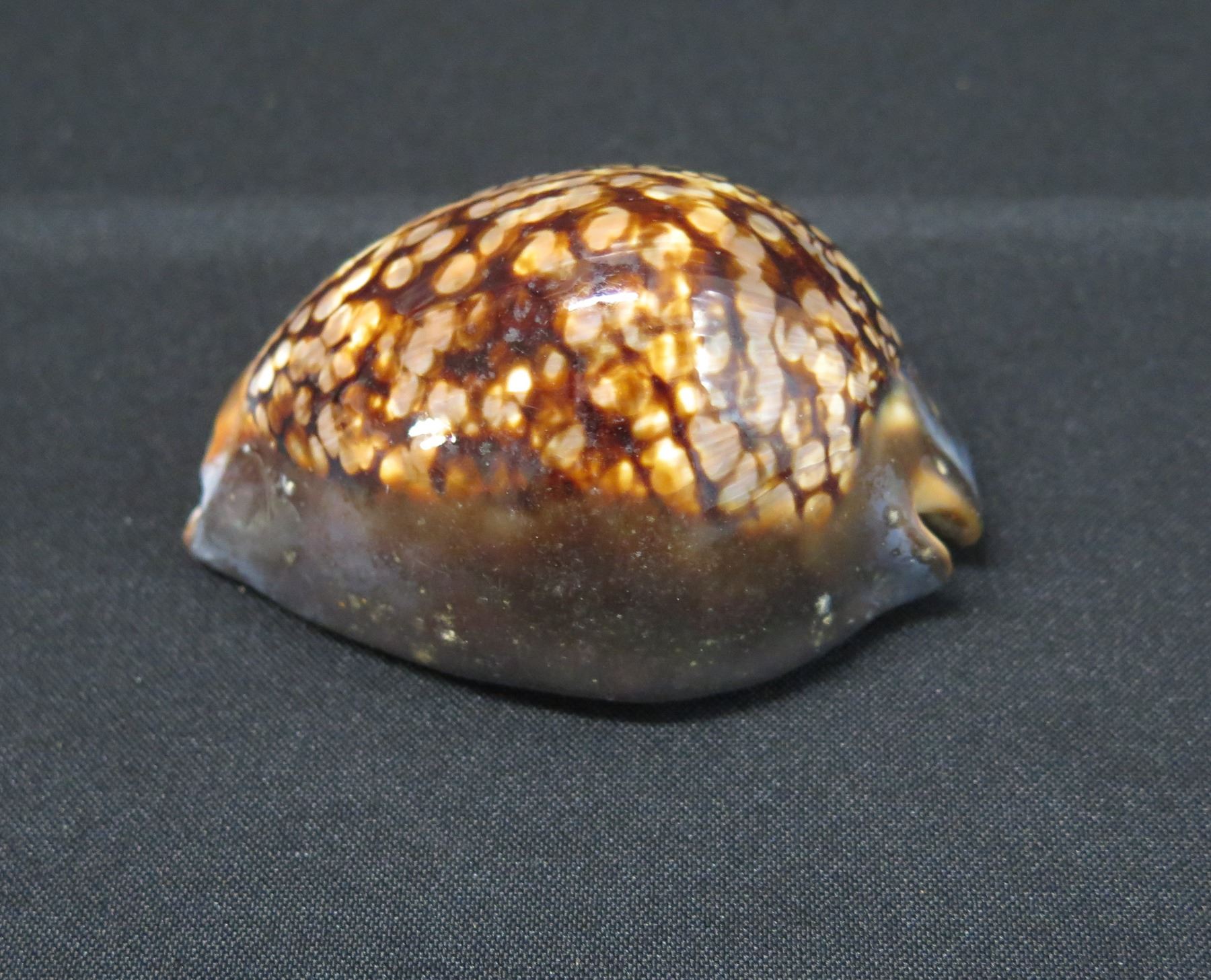 Extra Large Hawaiian Tortoiseshell Cowrie Shell Approx. 3
