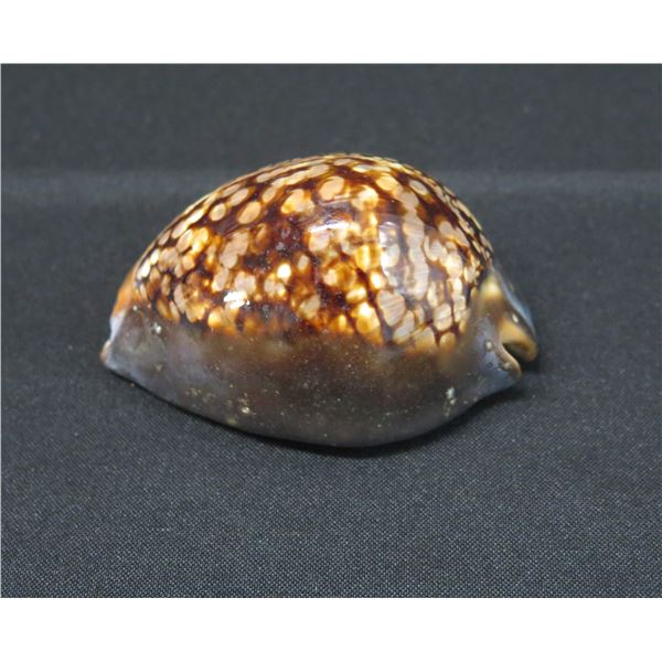 Extra Large Hawaiian Tortoiseshell Cowrie Shell Approx. 3"