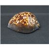 Image 1 : Extra Large Hawaiian Tortoiseshell Cowrie Shell Approx. 3"