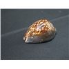 Image 2 : Extra Large Hawaiian Tortoiseshell Cowrie Shell Approx. 3"