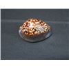 Image 3 : Extra Large Hawaiian Tortoiseshell Cowrie Shell Approx. 3"