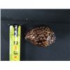 Image 8 : Extra Large Hawaiian Tortoiseshell Cowrie Shell Approx. 3"