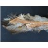 Image 9 : Hand-Sewn Hawaiian Pheasant Feather Hatband Lei 22" x 1.5"W (Hat Not Included)