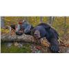 Image 1 : MAINE BLACK BEAR HUNT WITH DOGS