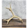 Image 4 : Montana Mule Deer Horn Candelabra